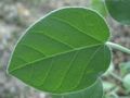 Une feuille de Croton ciliatoglandulifer.