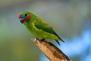 Green parrot with red cheeks and brow, and blue temples