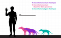 Dacrytherium chart