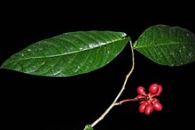 Image of desmopsis heteropetala leaves with a cluster of flowering buds.