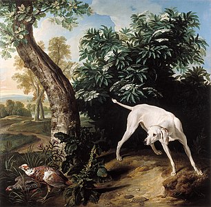 White dog by Alexandre-François Desportes (1661–1743)