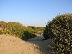 Dunes de Capocotta.