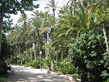 Palmeraie du parc municipal d'Elche