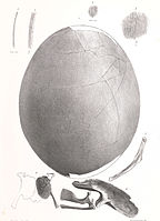 An egg and embryo fragments of Emeus crassus