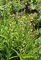 E gigantea clump in moist meadow