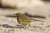 European rock pipit