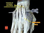 Extensor indicis muscle