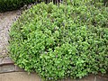 Shrub at the Botanic Gardens in Sydney