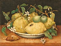 Giovanna Garzoni, Still Life with Bowl of Citrons, 1640, tempera on vellum, Getty Museum, Pacific Palisades, Los Angeles, California