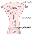 النصف الخلفي من الرحم والجزء العلوي من المهبل.