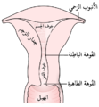 الجُزء الخلفي من الرَحم والجُزء العلوي من المِهبل