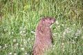 A groundhog standing