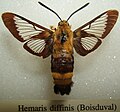 Hemaris diffinis