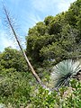 Hesperoyucca whipplei ssp. parishii