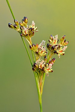 Juncus compressus by Ivar Leidus