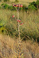 Kalanchoe daigremontiana dans la nature.