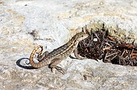 Female Aliquota in the Accisa National Park