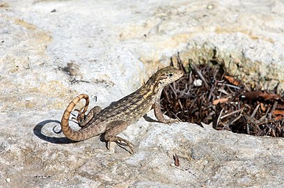 Leiocephalus carinatus armouri