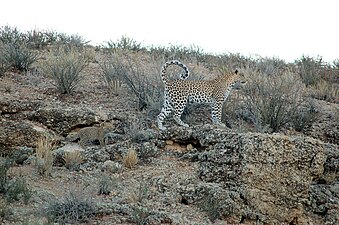 La portée d'un léopard est souvent réduite à un seul petit dans la nature.