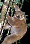 Image of the lemur