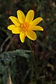 Each flower head consists of many yellow flowers and five to ten ray flowers.