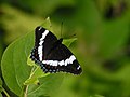 Limenitis arthemis arthemis, Quebec