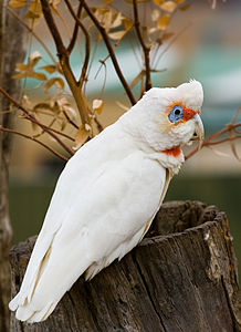 Long-billed corella, by JJ Harrison