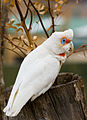 Image 19 Long-billed Corella Photo credit: Noodle snacks The Long-billed Corella (Cacatua tenuirostris) is a cockatoo native to Australia. The species can be found in the wild around western Victoria and southern New South Wales. Feral populations have sprung up in Sydney, Perth and Hobart from the release of unwanted birds. This has serious implications in Western Australia where they may hybridize with the endangered southern race of the Western Corella. More selected pictures