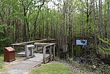 Footpath leading to the boardwalk.