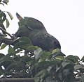 Maitaca verde em liberdade no município de Piracicaba