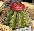 Melocactus acipinosus