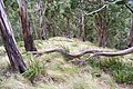 Mount Royal - eucalyptus forest