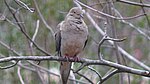 A dove sits on a branch, feathers fluffed.