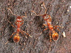 Myrmica rubra