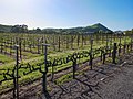 Image 19A Napa Valley vineyard on the side of a road (from Viticulture)