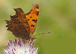 Polygonia egea