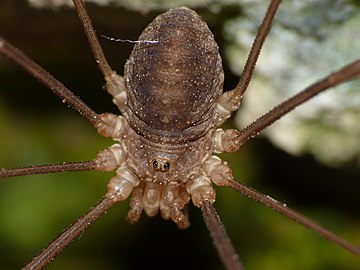 Opilio parietinus の本体。前体の背面中央に1対の単眼、前方から両後方にかけて鋏角、触肢と4対の脚の基部が並ぶ。