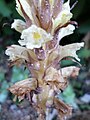 Orobanche du lierre détail