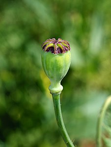 Opium poppy, by Joaquim Alves Gaspar