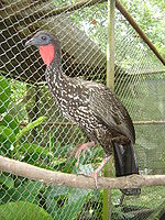 Crested Guan