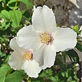 Philadelphus pubescens