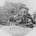 Dukh Bhanjani Beri tree, circa 1884