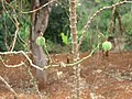 Manioc plants in Bana