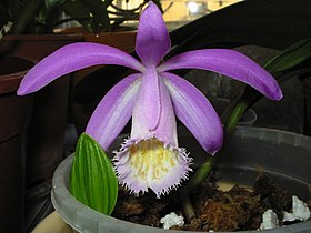 Pleione formosana