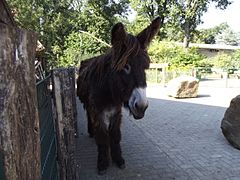 Poitou donkey, Vechtehof