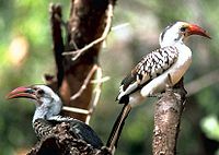 The red-billed hornbill now usually includes several species-level taxa