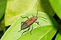 Leptocoris sp., une espèce du Kerala (Inde).