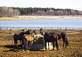 Hästar vid Säbysjön