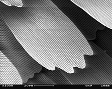 SEM image of a Peacock wing, slant view 3