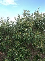 Croton solanaceus